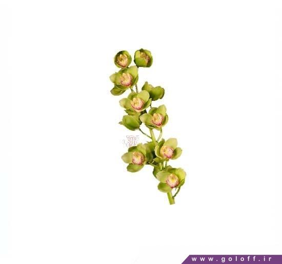 خرید گل ارکیده سیمبیدیوم مجستیک - Cymbidium Orchid | گل آف